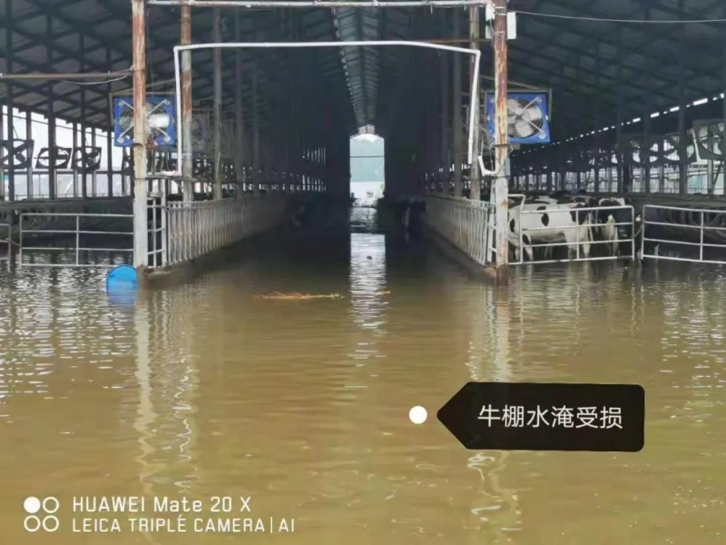 【乳報(bào)·聚焦】“豫”難而上的中原牛人“太中了”！