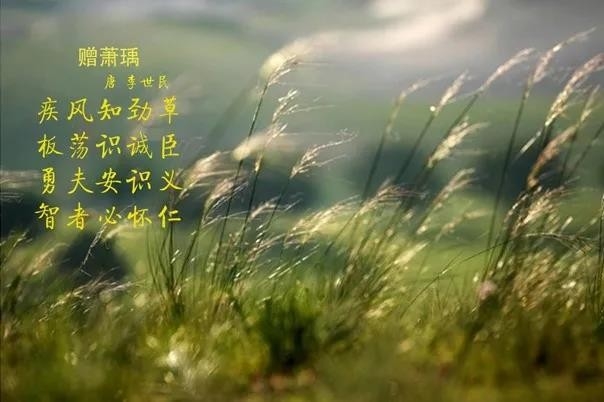 花花牛 | 疾風來臨，你是不是勁草？